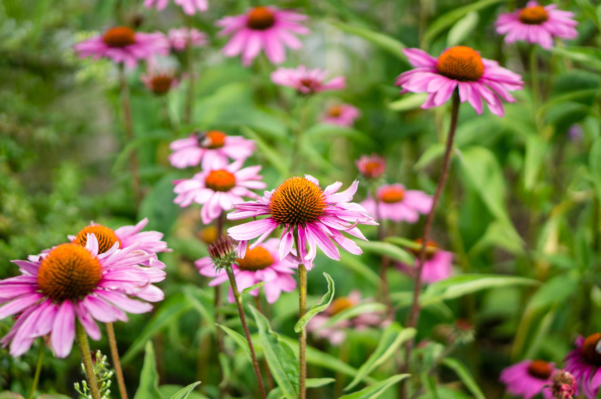 What plant, flower or tree are you in the human garden?